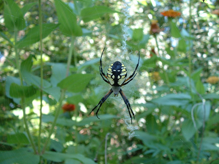 Spider on web with zinnias